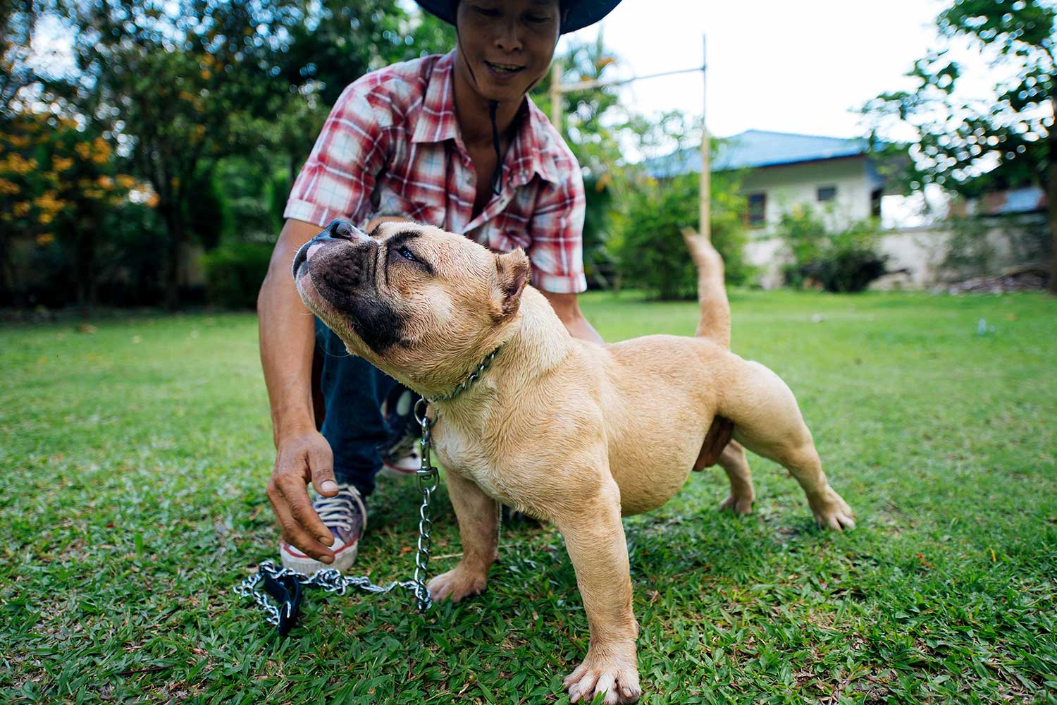Expertasia Chiang Mai American Bully Kennels