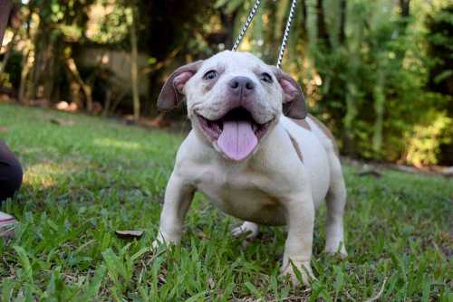 DAYMARE female bully puppy for sale
