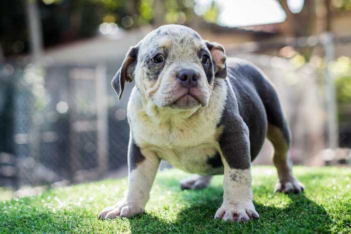 FANTASY male bully puppy for sale