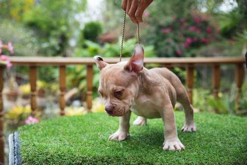 Male mini bully puppy for sale - From Fawn & Mali