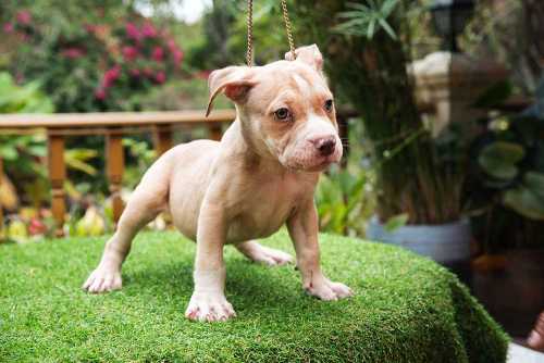 Male mini bully puppy for sale - From Fawn & Mali