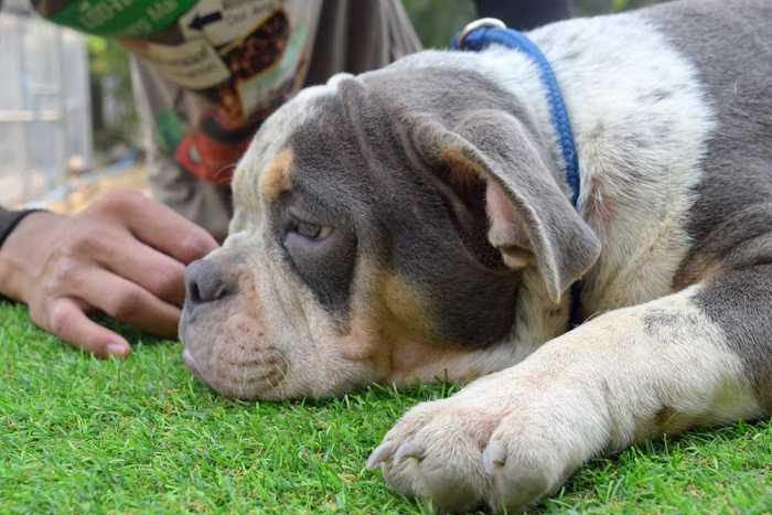 Male mini bully puppy for sale - From Nightmare & Khanun