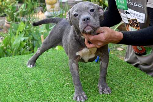 ROONEY & KHING - Female Bully Puppy for Sale 1