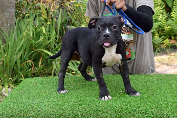 ROONEY & KHING - Male Bully Puppy for Sale