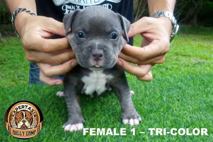 Female American Bully puppy for sale - Hipster & Yaya