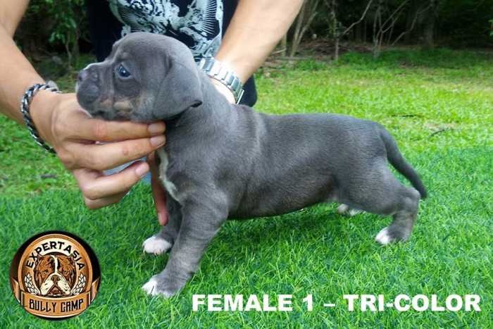 Female American Bully puppy for sale - Hipster & Yaya