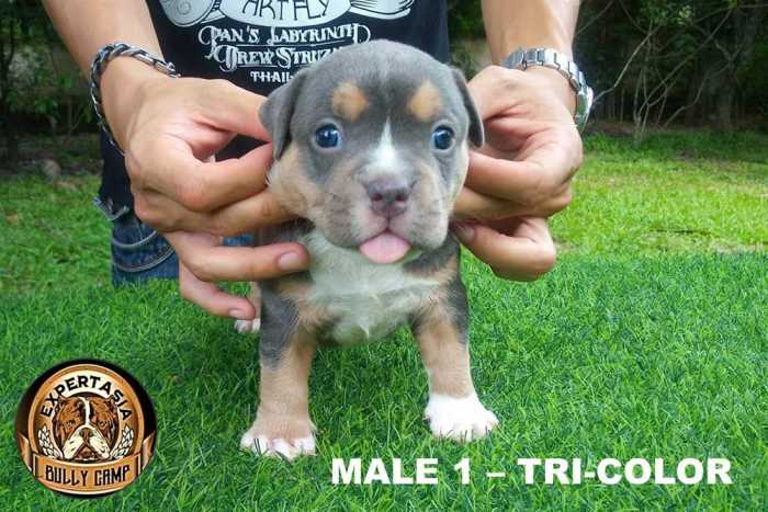 Male puppy for sale by HIPSTER & YAYA