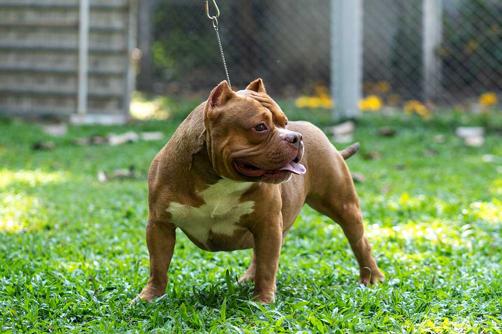 Musceltone Red Flane at Expertasia Bullies