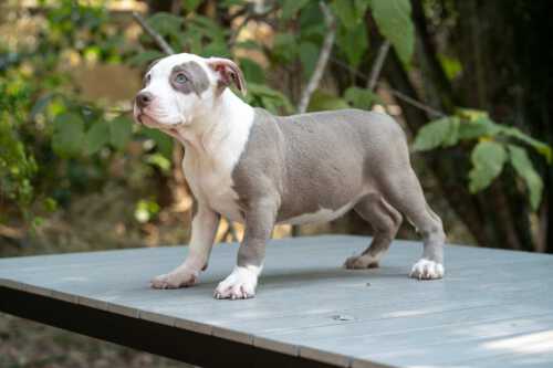 Lilac and white female bully puppy for sale Thailand