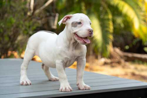 Standard female bully puppy for sale, Thailand
