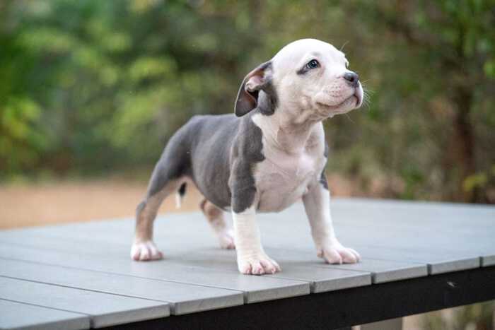 HIPSTER & MALI - Female Bully Puppy for Sale 1