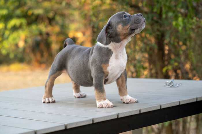 HIPSTER & MALI - Female Bully Puppy for Sale 2