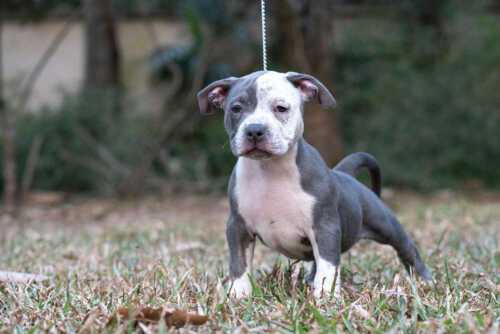 HIPSTER & MALI - Female Bully Puppy for Sale 3