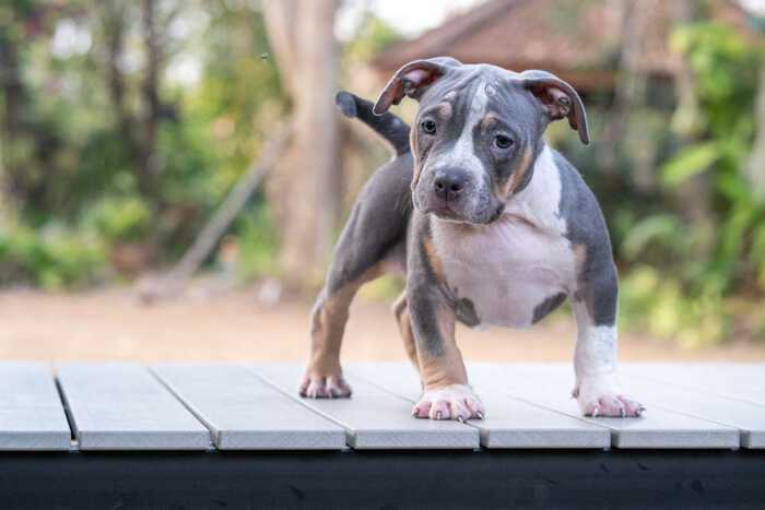 HIPSTER & MALI - Female Bully Puppy for Sale 4