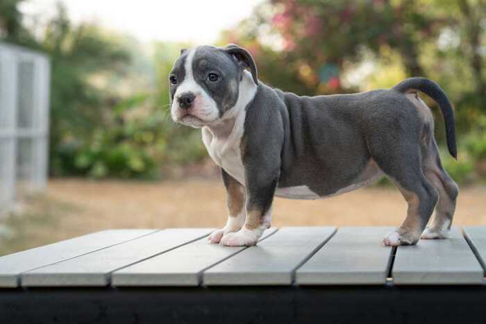 HIPSTER & MALI - Female Bully Puppy for Sale 5