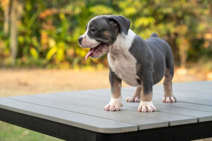 HIPSTER & MALI - Female Bully Puppy for Sale 6