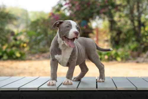Shiva and Panigale female standard Bully puppy