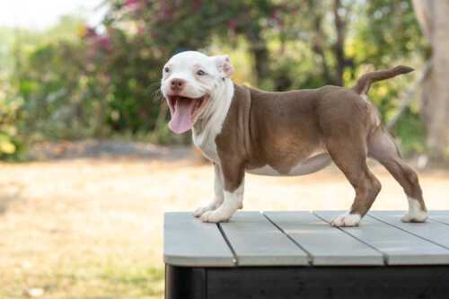 Chocolate and white female bully for sale in Thailand