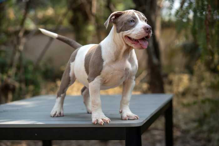 Shiva and Panigale male bully puppy for sale