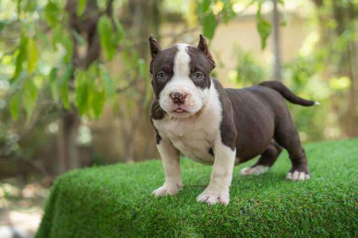 Shiva - Nadia male bully puppy for sale