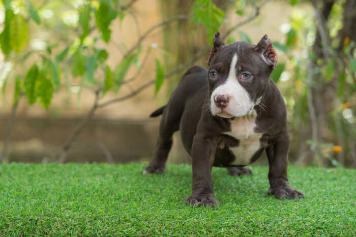 Shiva - Nadia male bully puppy for sale 2