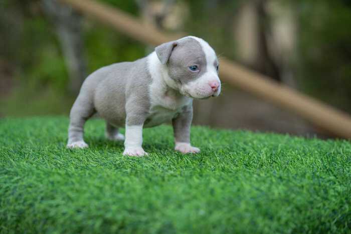 Female Lilac & White pocket bully for sale Chiang Mai, Thailand by Shiva & nadia 3