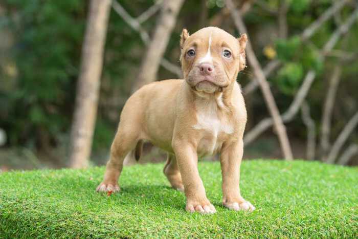 Fawn female standard bully puppy for sale Chiang Mai
