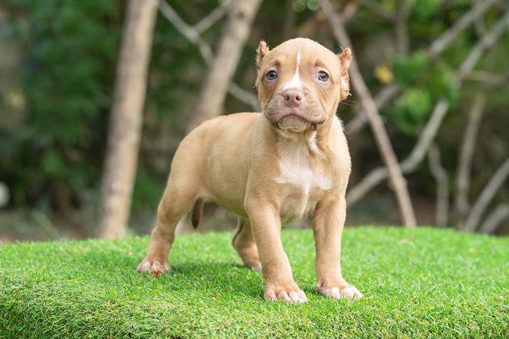 Female Bully puppy for sale 3 - Fawn by Thym & Brownie