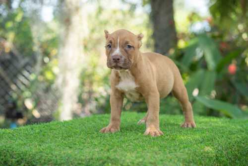 Fawn female standard bully puppy for sale Chiang Mai 2