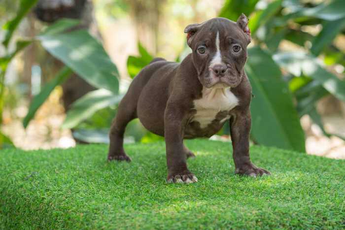 Chocolate & White female standard bully puppy for sale Chiang Mai 2