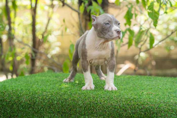 Lilac & White female standard bully puppy for sale Chiang Mai 2