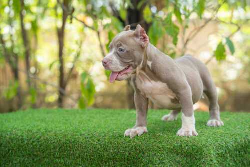 Lilac & White female standard bully puppy for sale Chiang Mai 4
