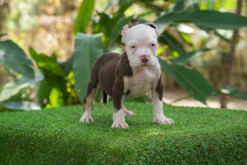 Chocolate & Tricolor male standard bully puppy for sale Chiang Mai