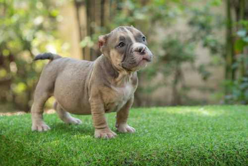 Expertasia Buully camp exotic bully for sale