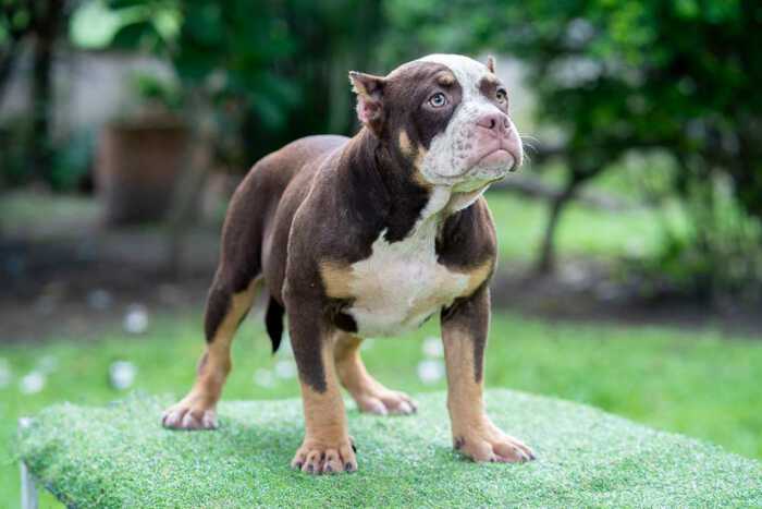 Female standard bully puppy for sale Chiang Mai