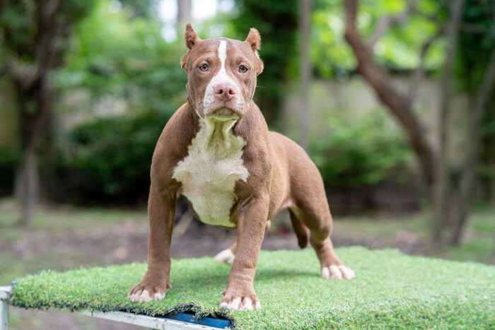 Female American Bully puppy for sale Chiang Mai Thailand