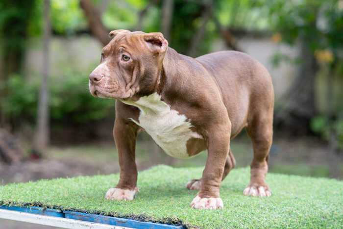 Female American Bully puppy for sale Chiang Mai Thailand