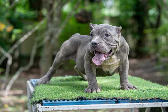 Male exotic bully puppy for sale