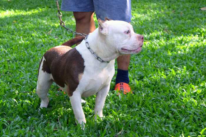 Boogeyman - Candy - male pocket bully for sale