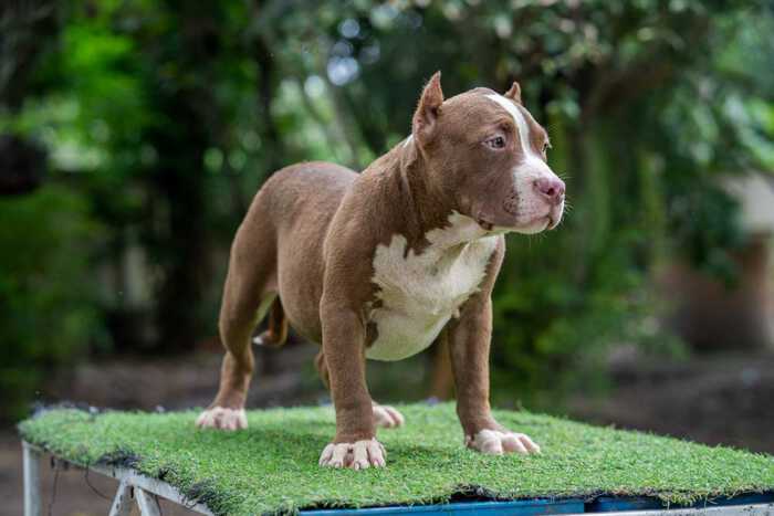 Boogeyman - Candy - male pocket bully for sale 3