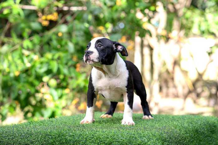 Female pocket bully puppy for sale Chiang Mai - Thym and Kha