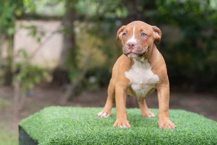 Fawn male bully pocket for sale