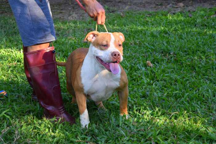 Fawn male bully standard for sale