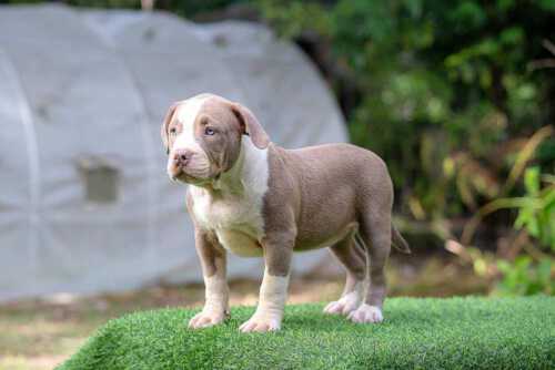 Female standard bully puppy for sale Chiang Mai - Thym and Kha