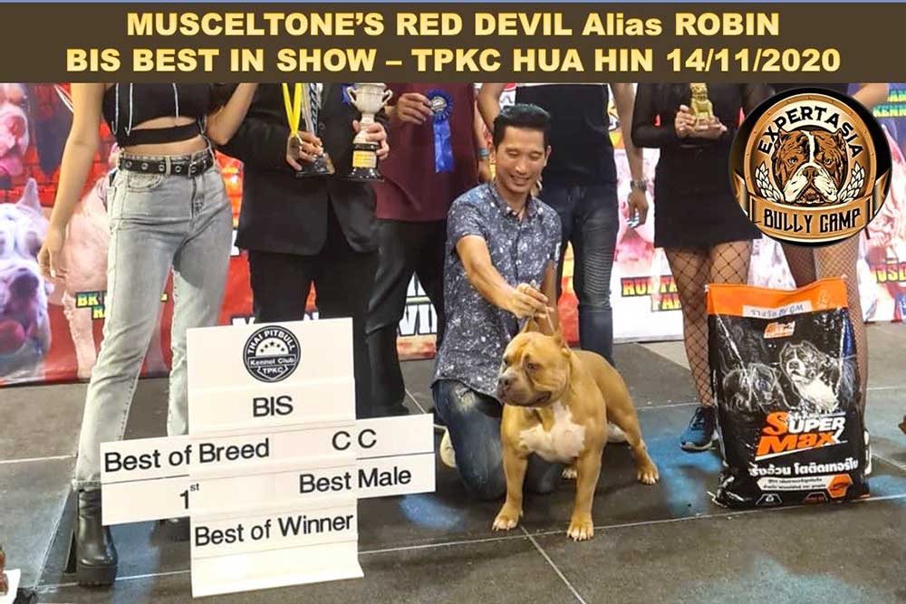 Muscletone's Red Devil Alias Robin - Best in show TPKC Hua Hin 14 November 2020