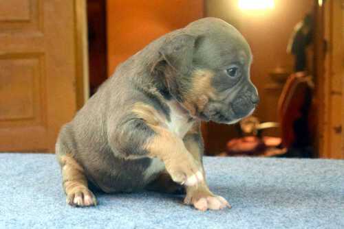Female tricolor blue pocket American Bully puppy for sale
