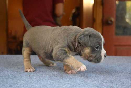 RED FLAME & YAYA - Male Bully Puppy for Sale 2