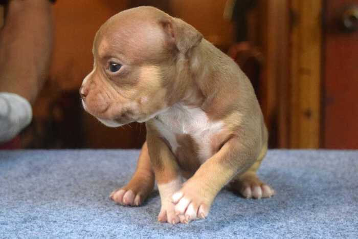 RED FLAME & YAYA - Male Bully Puppy for Sale 5