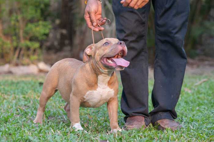 Female fawn pocket American Bully puppy for sale