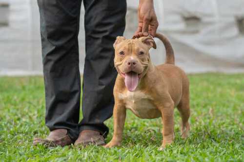 RED FLAME & YAYA - Female Bully Puppy for Sale 4